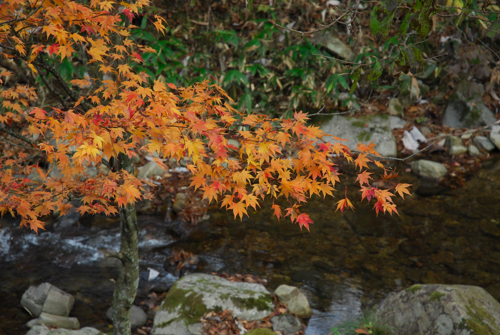 せせらぎ街道の紅葉